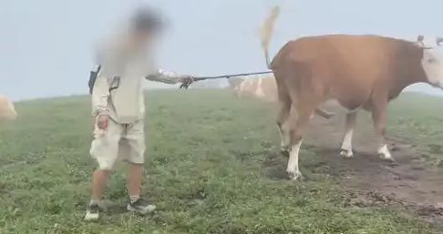 赚配网 游客喂牛牛肉干、敲打牛屁股遭牛群“踩踏”？景区最新回应！